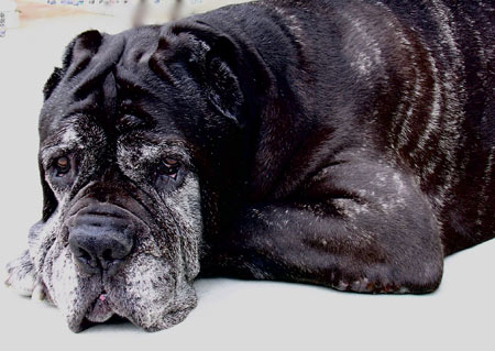 perro con demencia senil