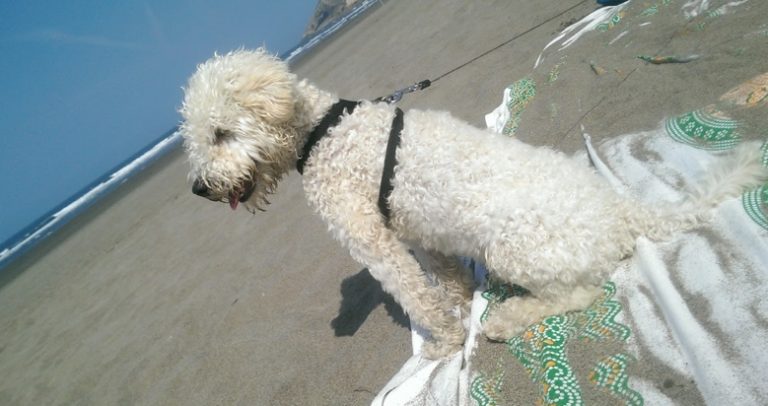 perro en la playa de bayas en Asturias