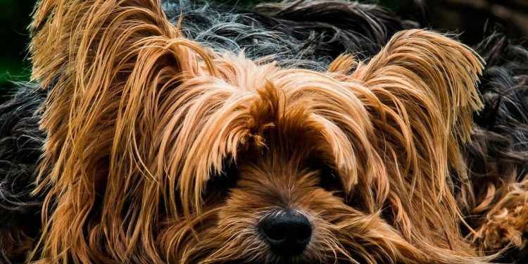 Foto de un perro débil en el suelo con problema de diarrea
