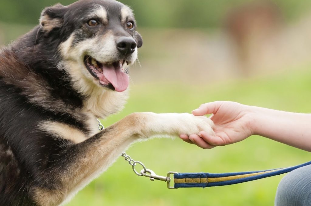 Qué hacer si tu perro ladra a la gente RedCanina es