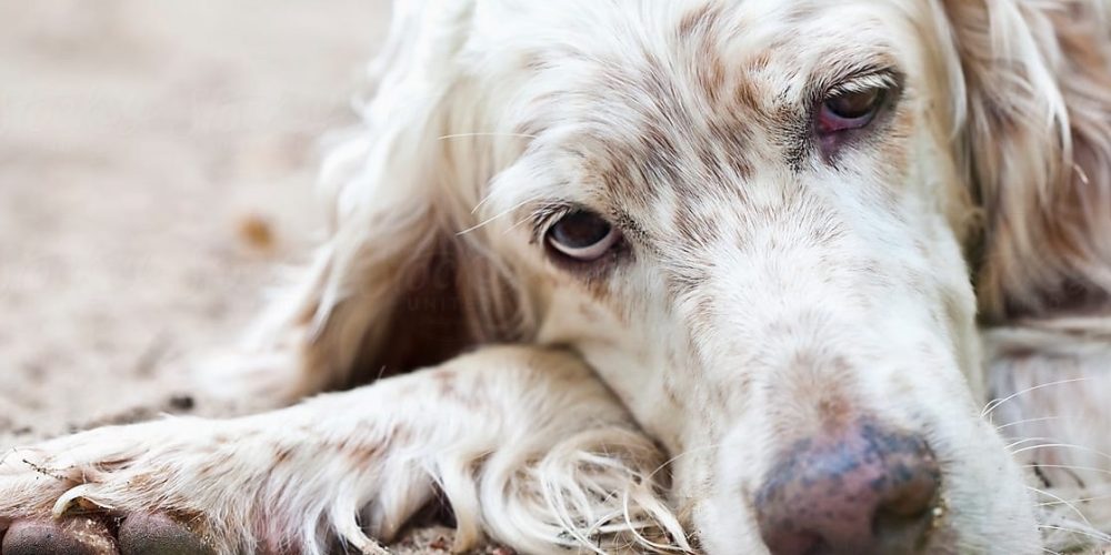 Los Perros Dejan De Comer Antes De Morir