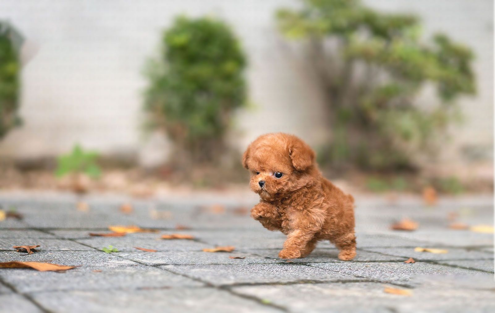 Qu Son Las Razas De Perros Tacita De T