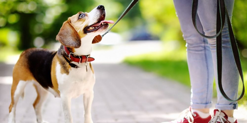 Foto de un perro con la correa en pleno paseo que se queda mirando a su dueña