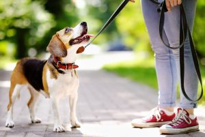 Foto de un perro con la correa en pleno paseo que se queda mirando a su dueña