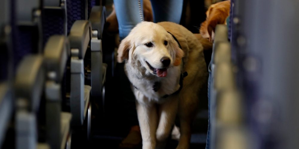 Perro en la cabina de un avión que permite volar a tu mascota