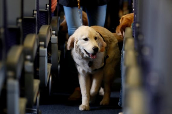 Perro en la cabina de un avión que permite volar a tu mascota