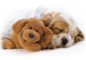 Foto de un cachorro durmiendo tranquilamente junto a un juguete