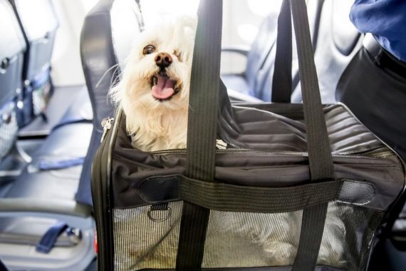 Foto del perro en el asiento dentro del trasportín preparado para viajar en avión