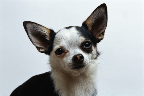 En la madrugada antena dividir Como Cuidar un perro Chihuahua: baños, alimentación, paseos, enfermedades,  juguetes - RedCanina.es