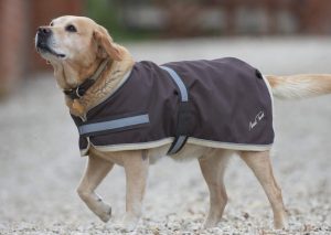 Elige el mejor abrigo para tu perro