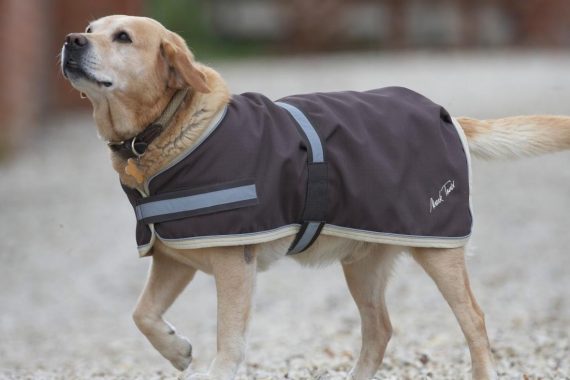 Elige el mejor abrigo para tu perro