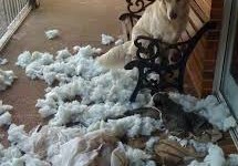 perro rompiendo un sofa