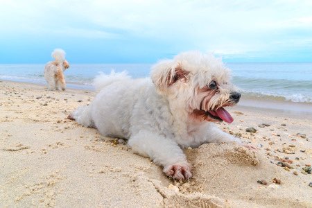 Evita que tu perro haga demasiado ejercicio en la playa. Prepara para él una zona sombreada y ofrécele agua fresca a menudo