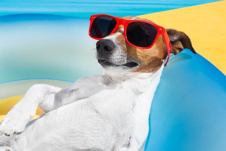 No dejes que tu perro se exponga al sol en las horas centrales del día y utiliza un protector solar como mínimo de FP30