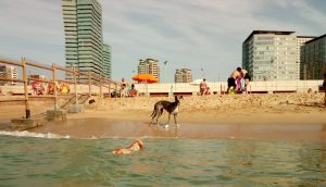 foto-playa-para-perros-en-barcelona
