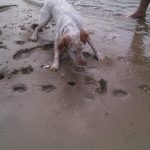 playa para perros en San Vicente de la Barquera