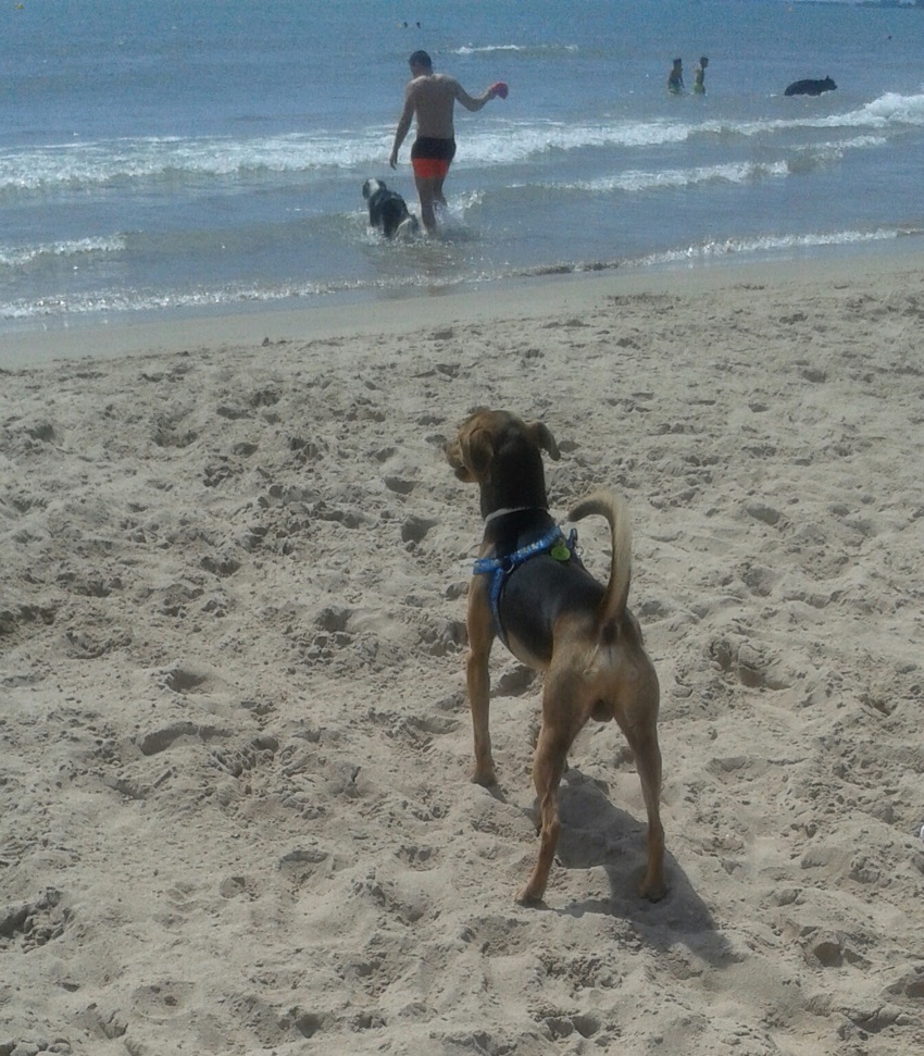 Playa para perros de Pinedo