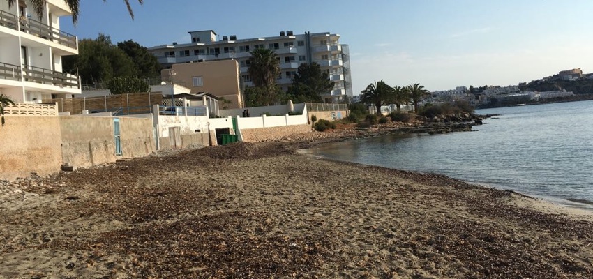Playa para perros en Ibiza