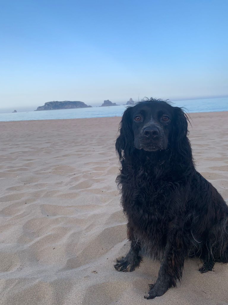 Él Ubicación aficionado Nueva Playa para Perros en l'Estartit