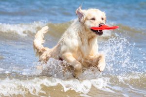 Playas para perros en España