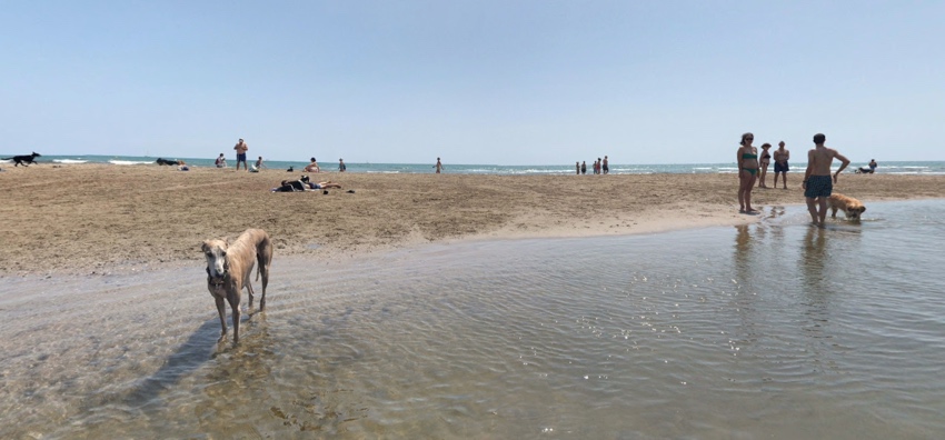 Playa para perros en Alboraya, Valencia
