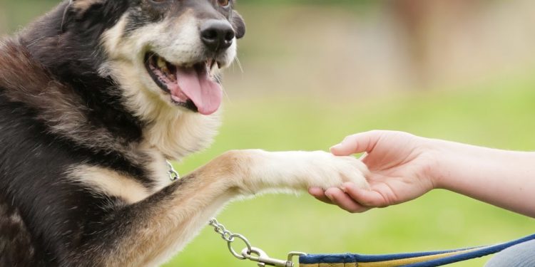 Como Adiestrar a un Cachorro : Adiestramiento Canino