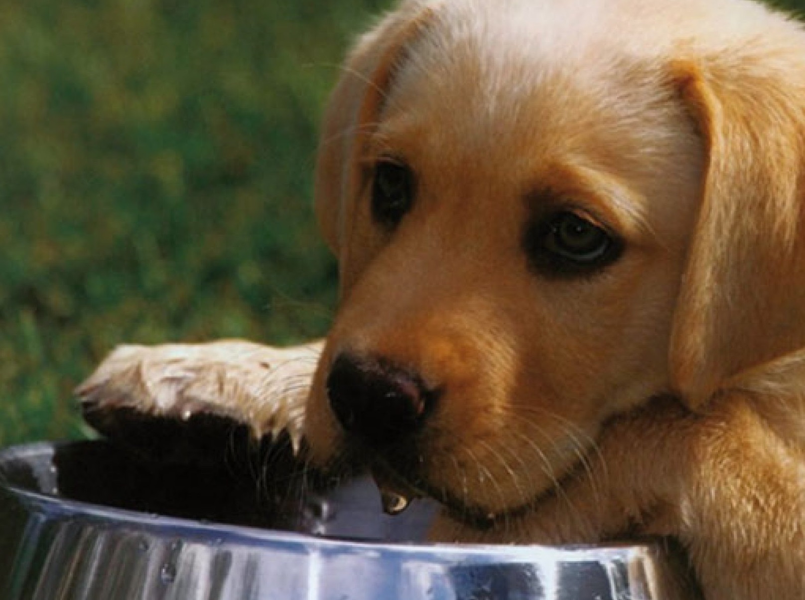 Foto de un cachorro a punto de comer