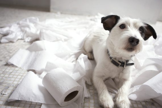 Foto de un perro sobre unos papeles higiénicos