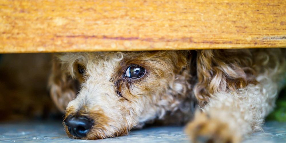 Foto de un perro escondido tras un puerta asustado de otros perros