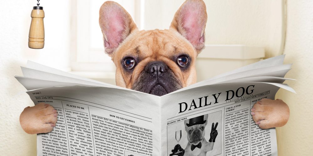 Perro sentado en el inodoro leyendo el periódico