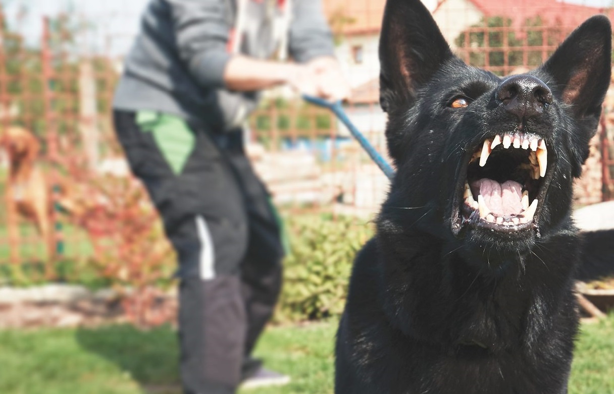 Foto de un perro tirando de la correo porque amenaza con atacar a otros perros
