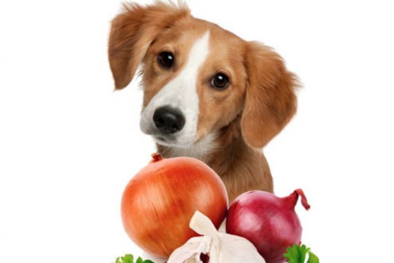 Foto de un perro junto a distintos tipos de cebolla