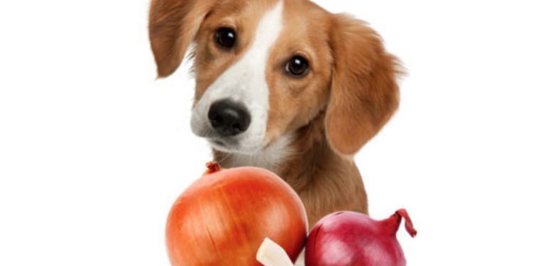 Foto de un perro junto a distintos tipos de cebolla