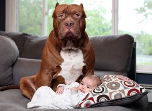 Foto de un perro protegiendo a un bebé
