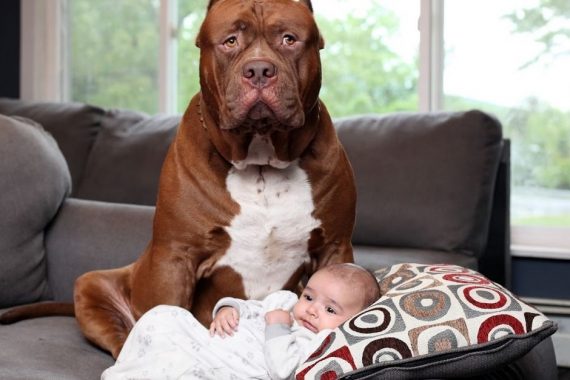 Foto de un perro protegiendo a un bebé