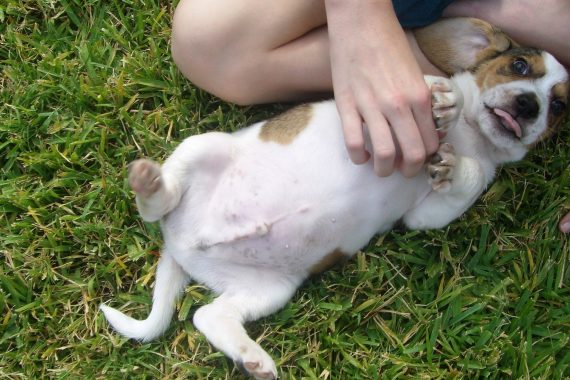 Foto de un perro con la barriga Hinchada