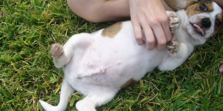 Foto de un perro con la barriga Hinchada