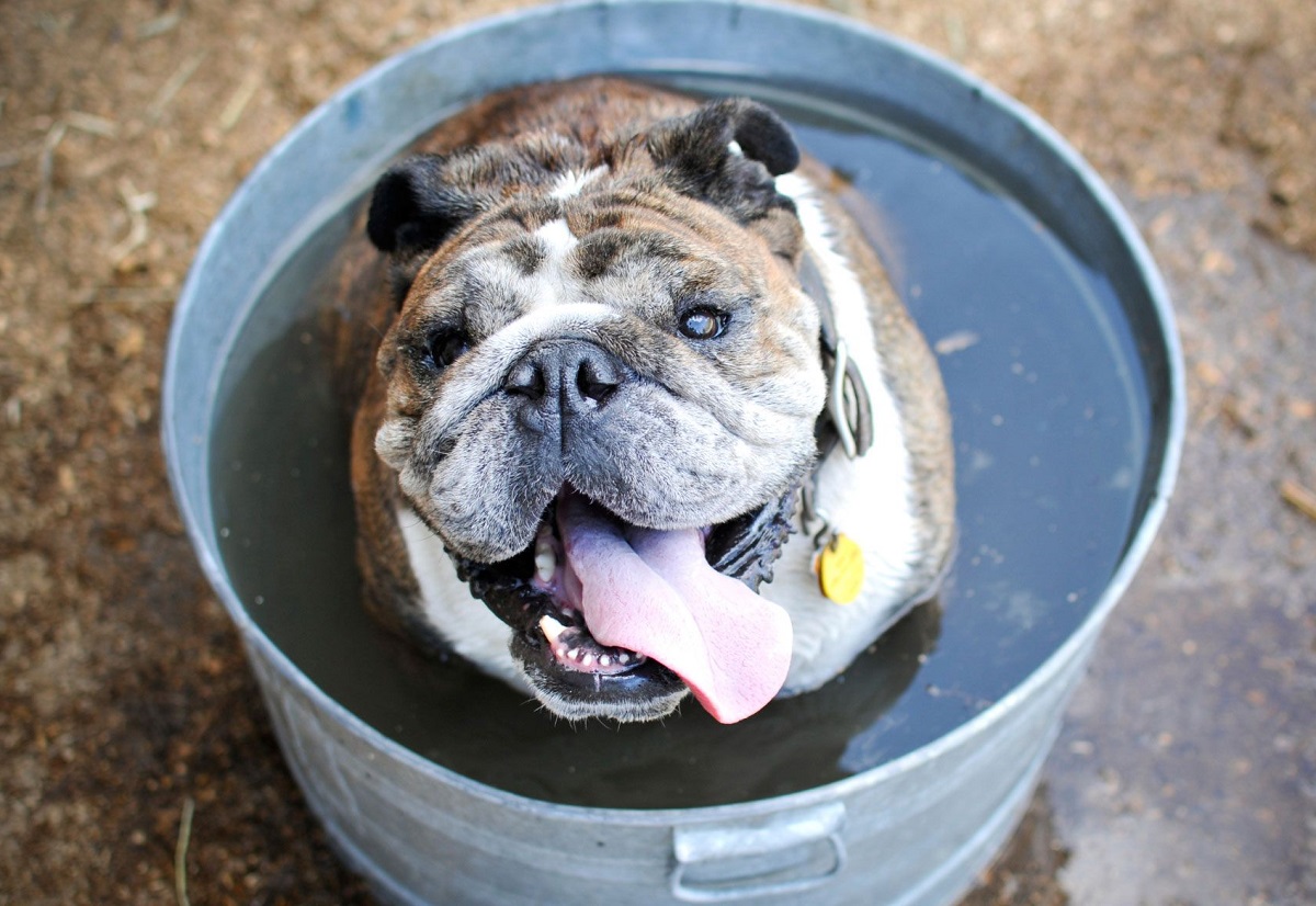 Golpe de calor perros: Síntomas, cómo actuar y evitarlo