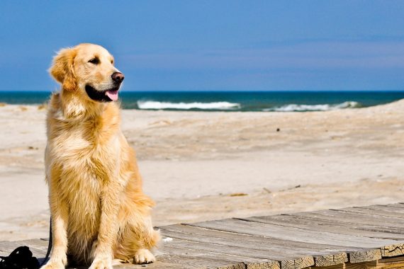 Foto de un perro en la playa disfrutando de sol y del mar sobre una pasarela de madera