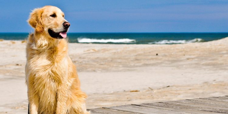 Foto de un perro en la playa disfrutando de sol y del mar sobre una pasarela de madera