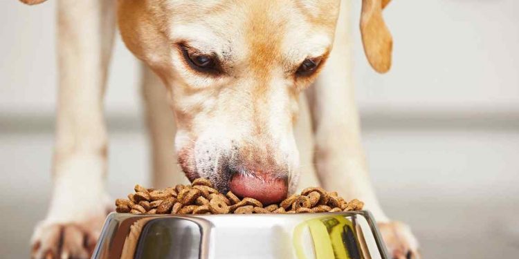 Foto de un perro comiendo pienso de su cuenco de la comida