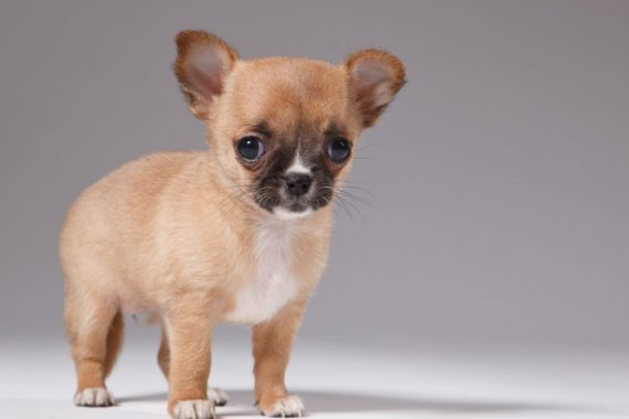Foto de un perro pequeño de menos de 4 kilos