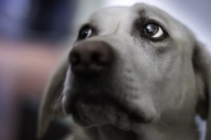 Foto de una perra muy triste tras su epoca de celo