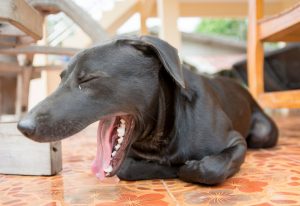 Perro tosiendo, uno de los posibles síntomas del garrotillo