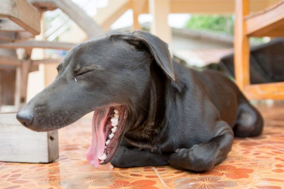 Perro tosiendo, uno de los posibles síntomas del garrotillo