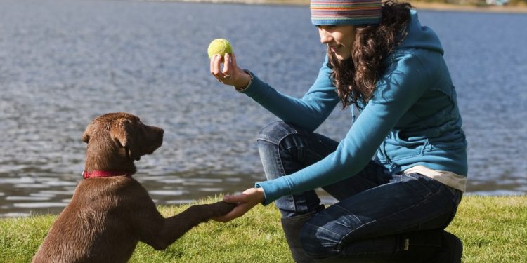 Foto de una chica enseñando a su perro a dar la pata