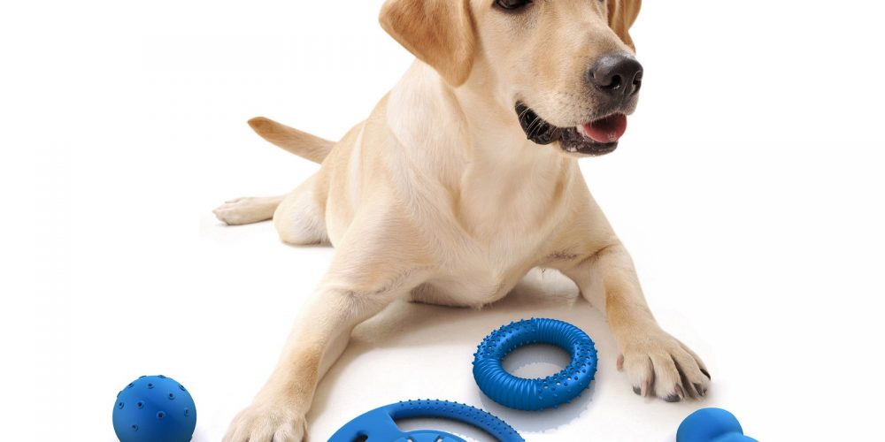 Foto de un perro con muchos juguetes