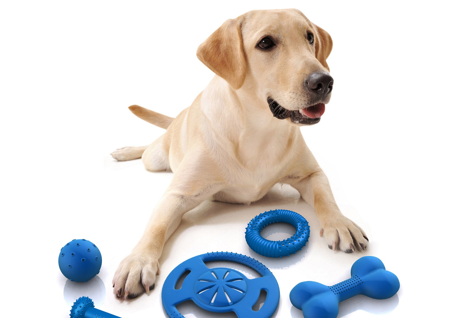 Foto de un perro con muchos juguetes