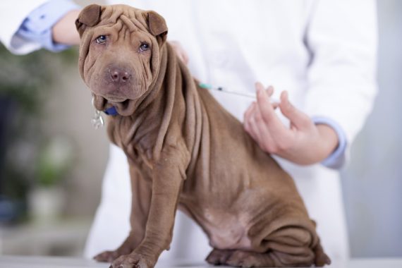 Foto de un vererinario a punto de colocar una vacuna a un perro