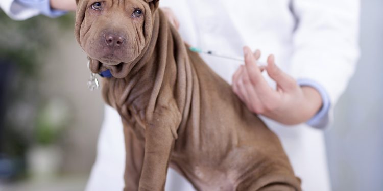 Cuánto suelen las vacunas de los perros - RedCanina.es